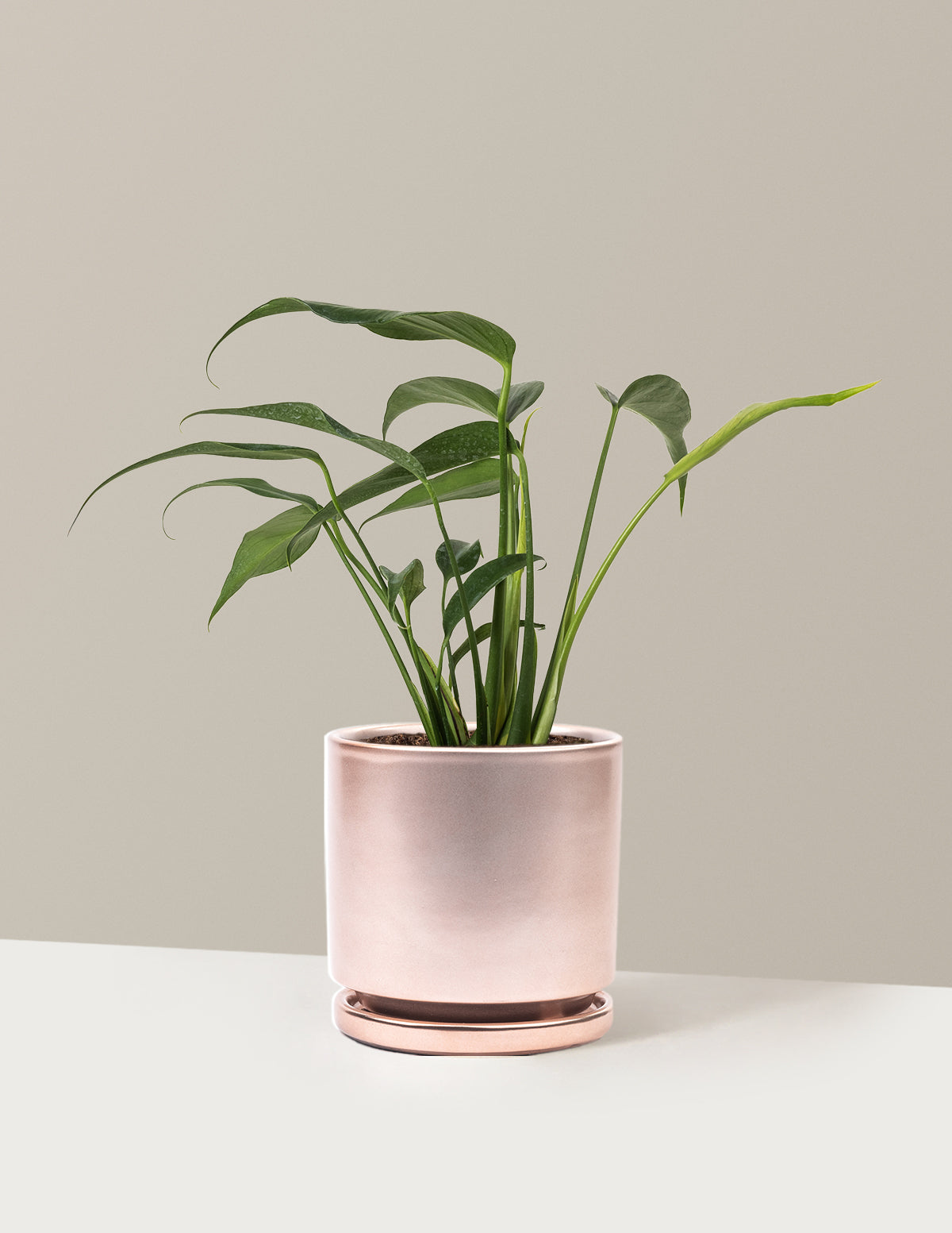 bundle | Medium | Isabella | Rose Gold