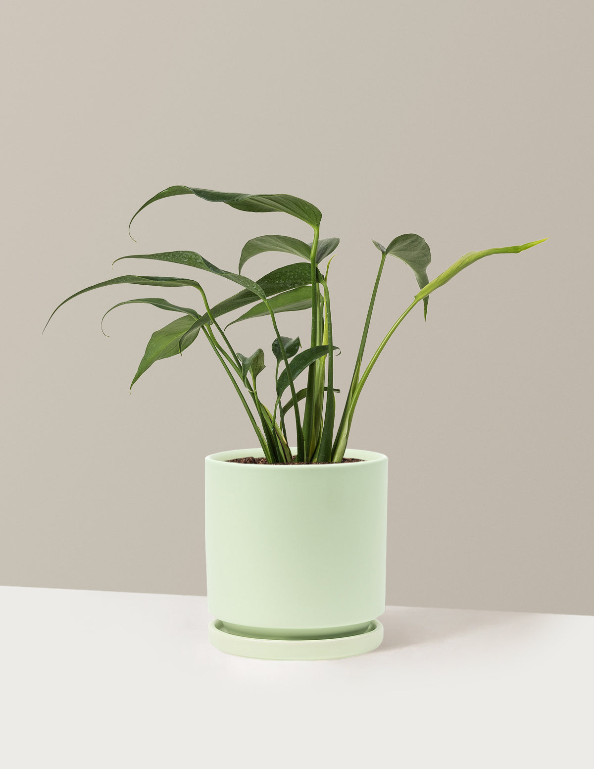 bundle | Medium | Isabella | Sage