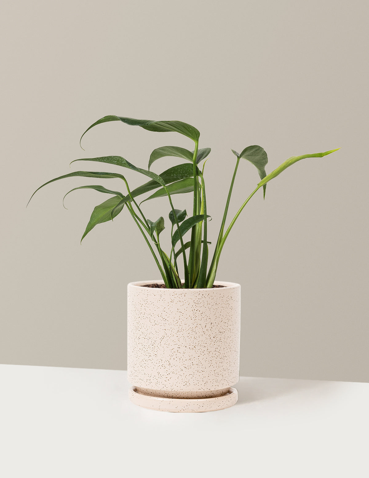 bundle | Medium | Isabella | White Sesame