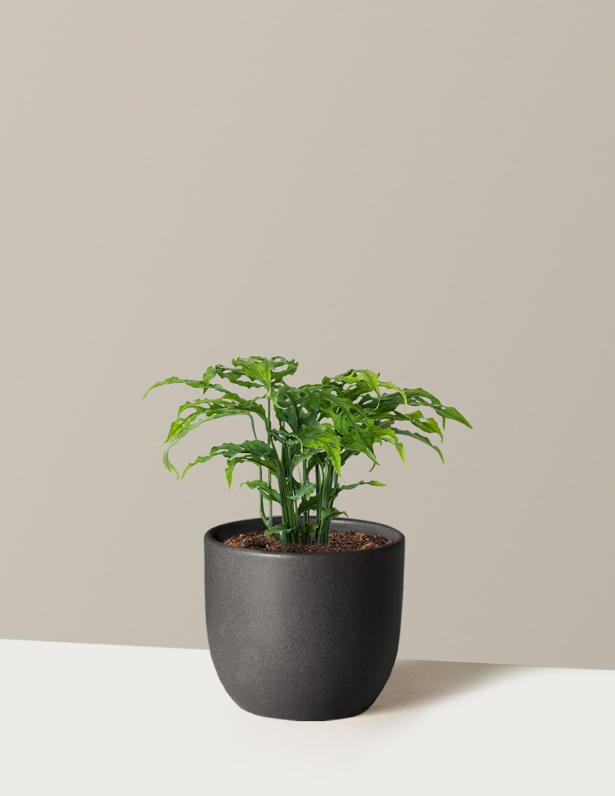 Monstera Obliqua
