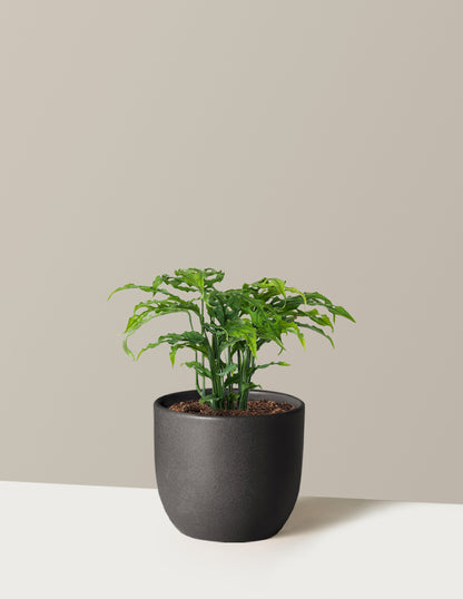 Monstera Obliqua