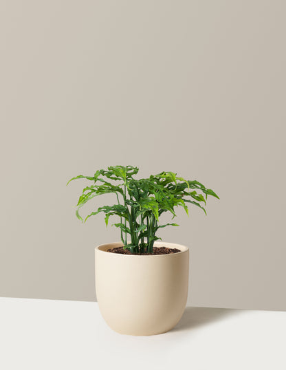 Monstera Obliqua