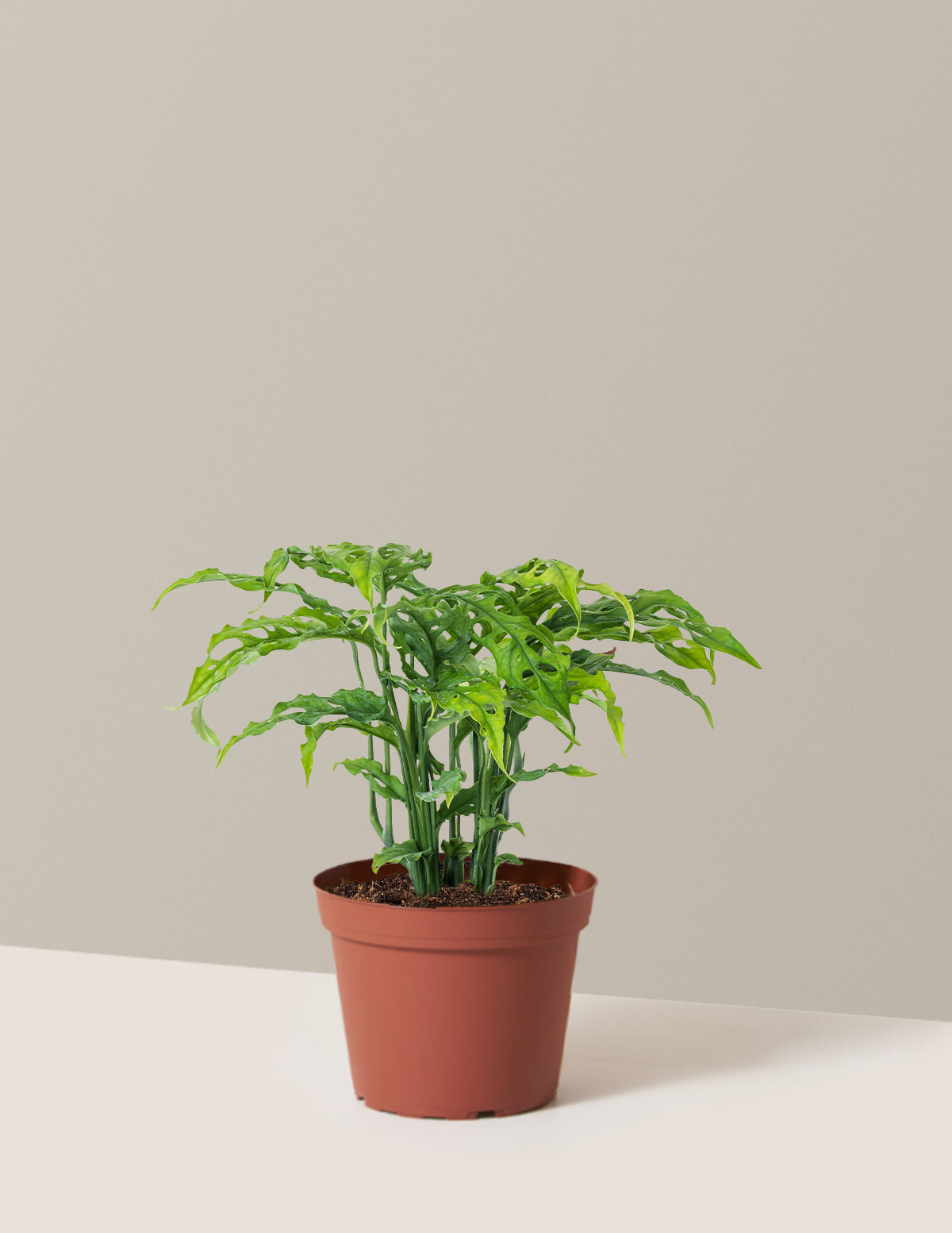 Monstera Obliqua