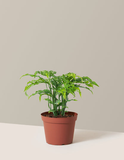 Monstera Obliqua