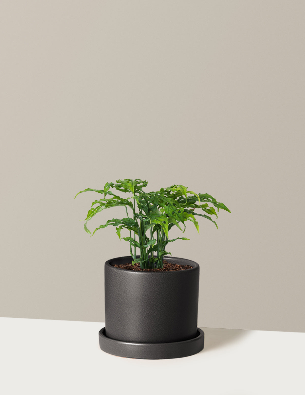 Monstera Obliqua