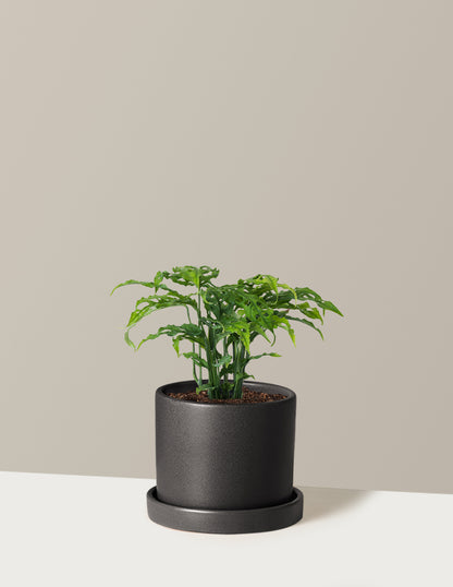 Monstera Obliqua