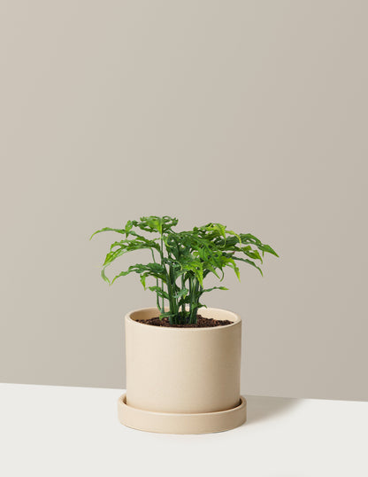 Monstera Obliqua