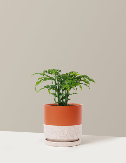 Monstera Obliqua