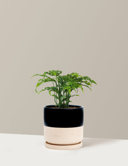 Monstera Obliqua
