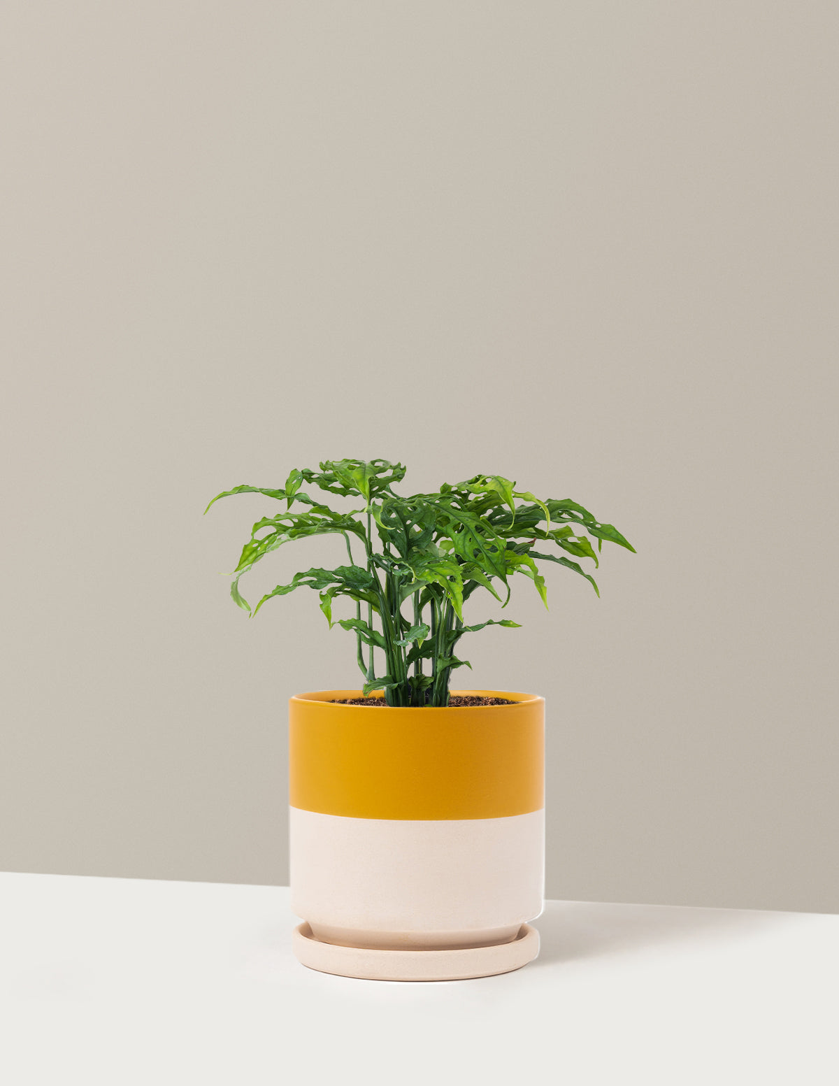Monstera Obliqua