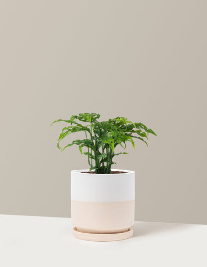 Monstera Obliqua
