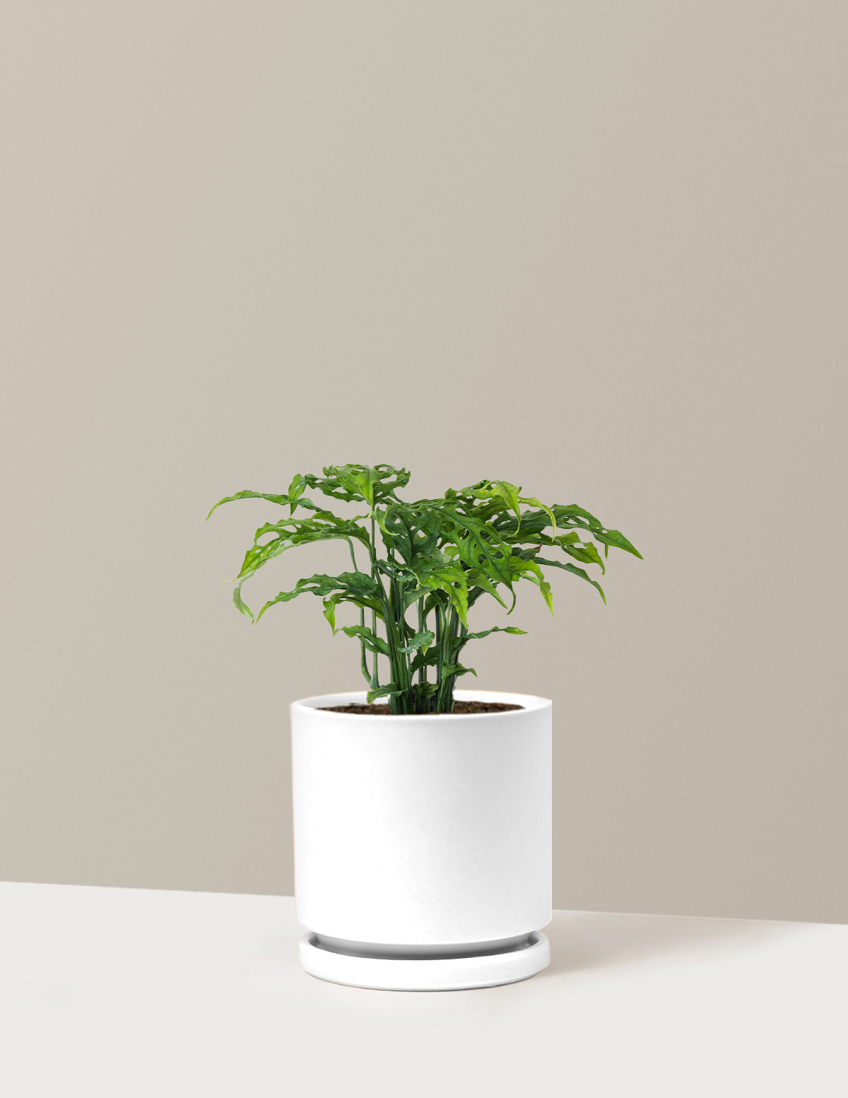 Monstera Obliqua