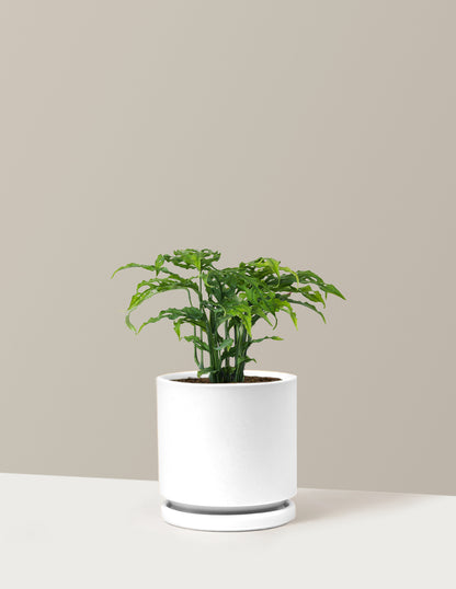 Monstera Obliqua