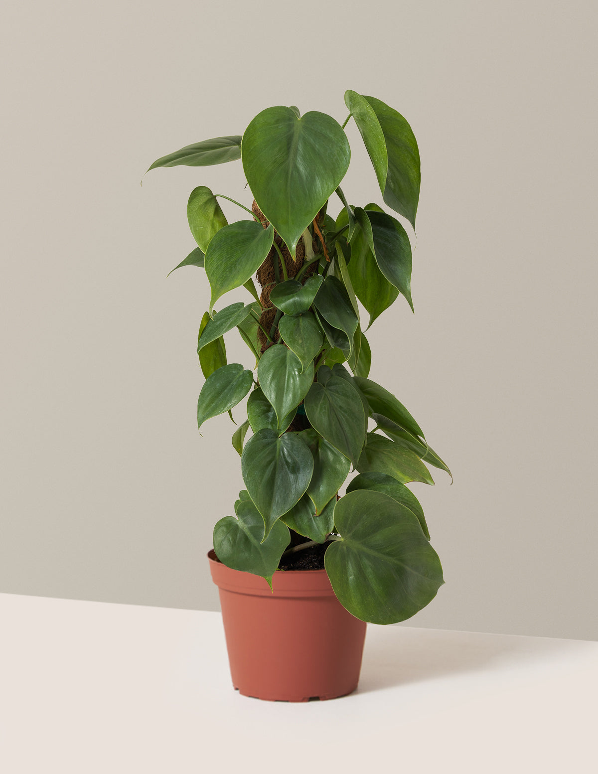 bundle | Medium | Grow Pot