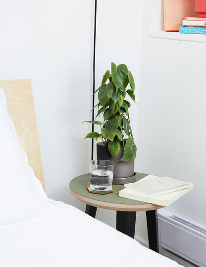 Heartleaf Philodendron Totem
