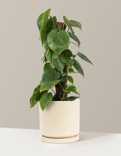 heartleaf philodendron near me Heartleaf Philodendron Totem with Planter