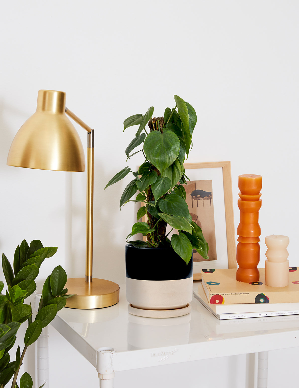philodendron the sill Heartleaf Philodendron Totem | Easy, Beginner-Friendly Houseplants