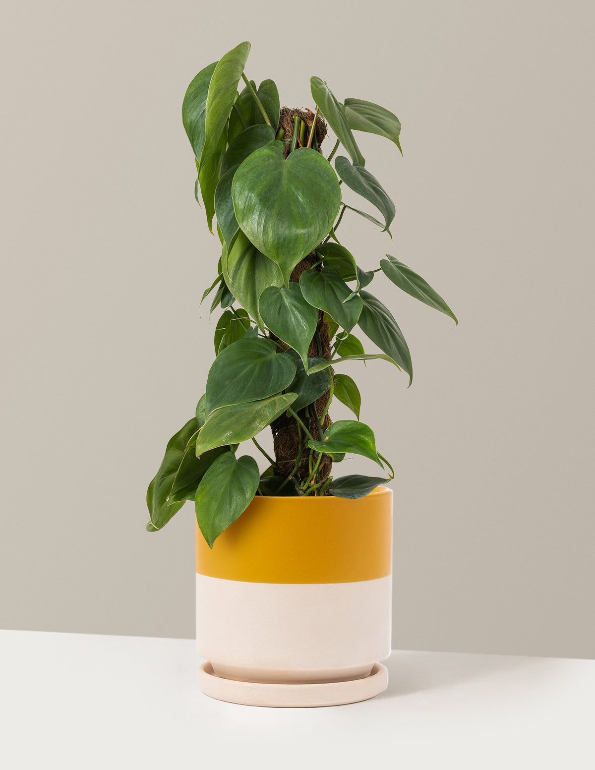 philodendron the sill Heartleaf Philodendron Totem with Planter