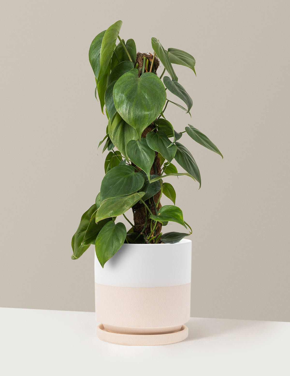 heartleaf philodendron totem pole Heartleaf Philodendron Totem with Planter