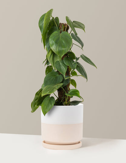 best philodendron vase setup Heartleaf Philodendron Totem with Planter