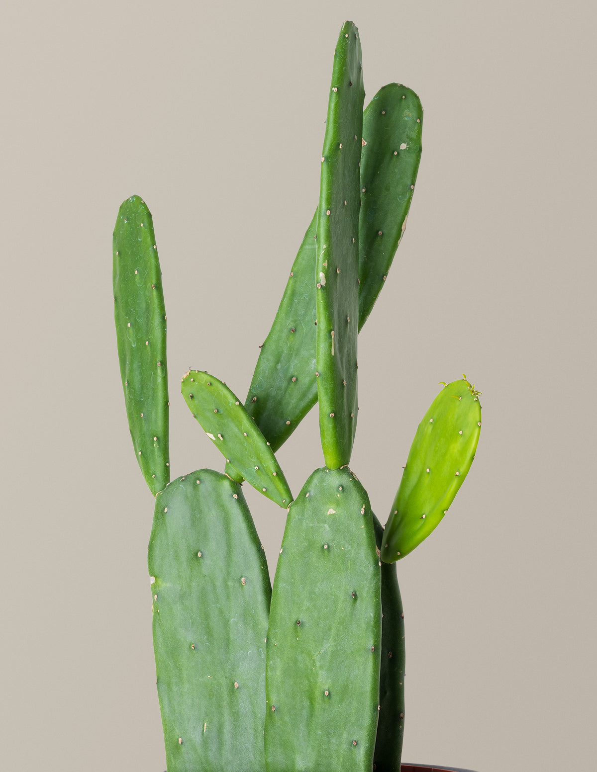 can prickly pear cactus be grown inside Prickly Pear Cactus