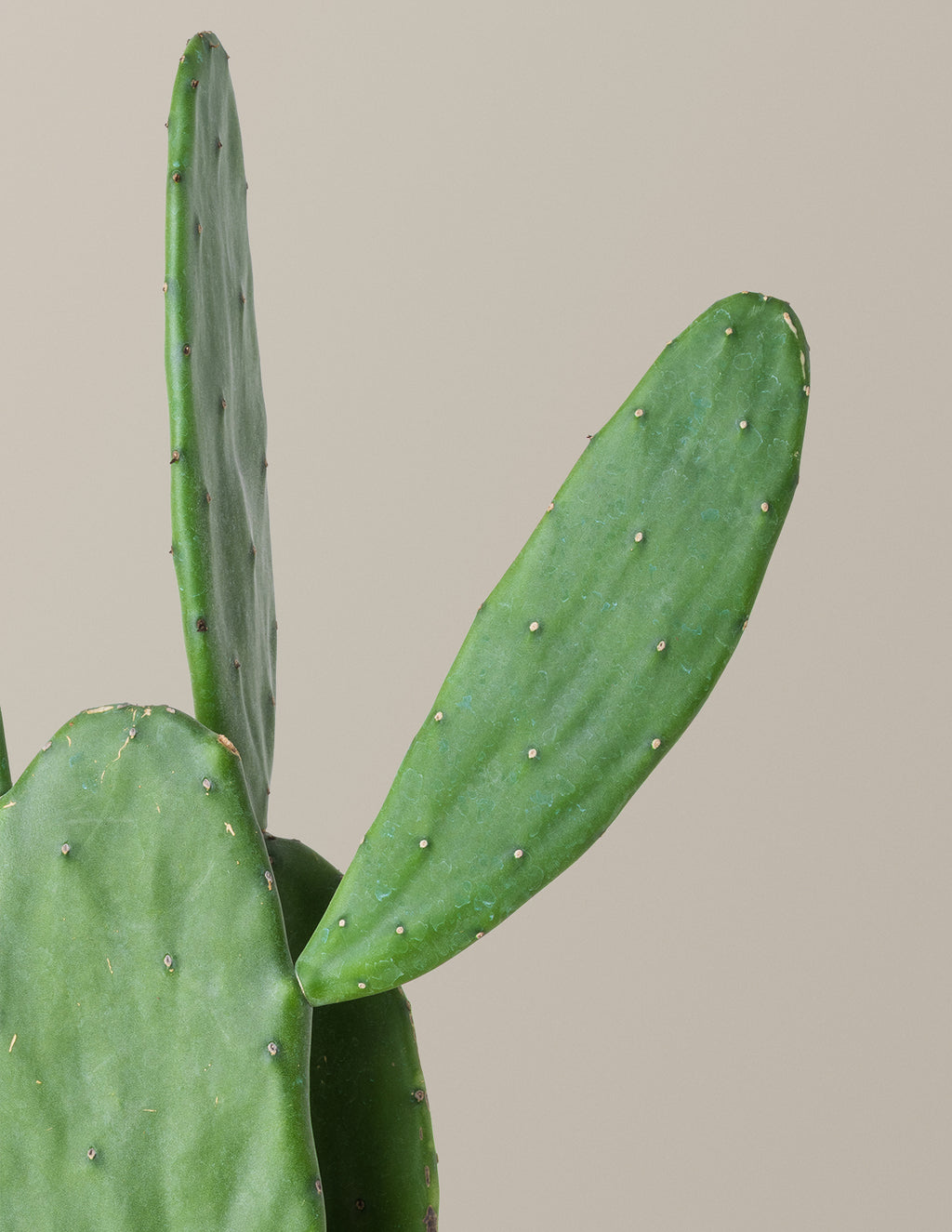 Prickly Pear Cactus