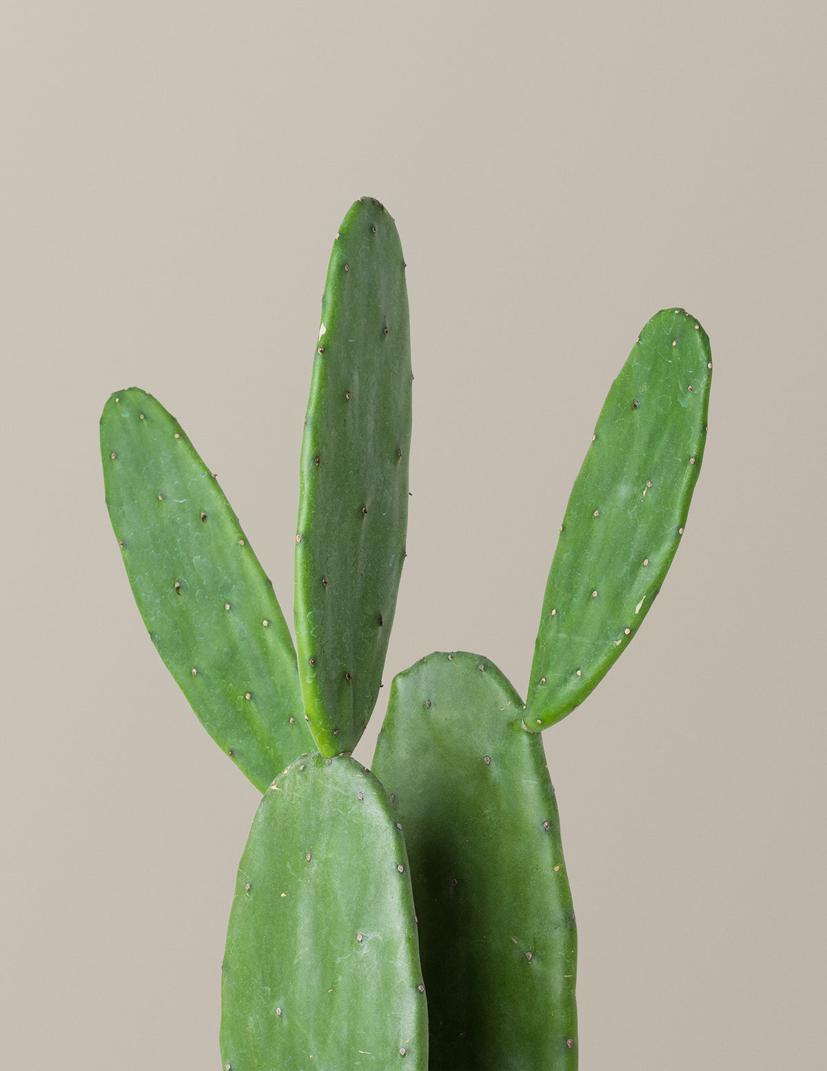 Prickly Pear Cactus