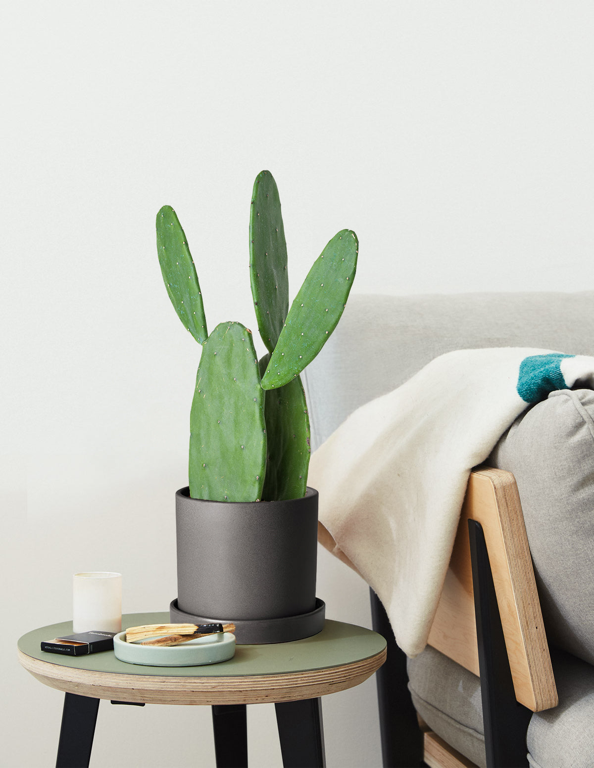 files/the-sill_Medium_Prickly-Pear-Cactus_Medium_Hyde_Black_Gallery-1.jpg