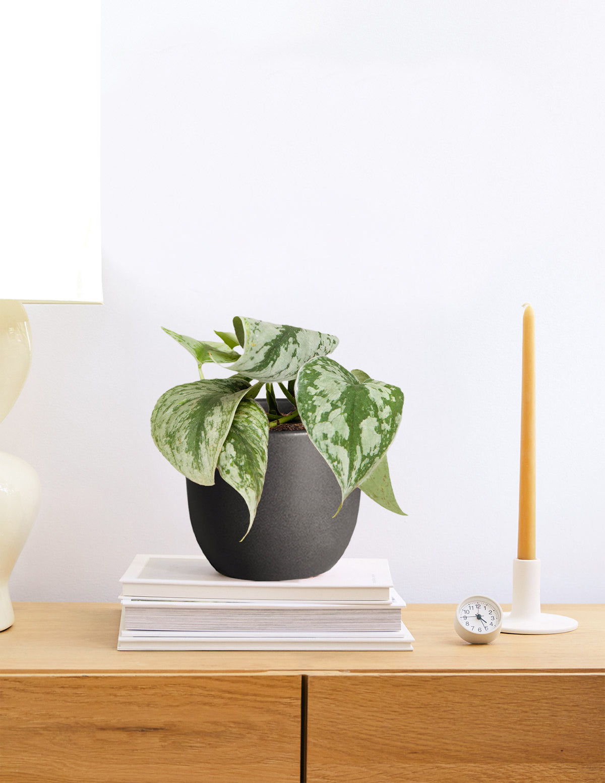 satin pothos black leaves Satin Pothos | Tropical Trailing Plants & Houseplants for Delivery