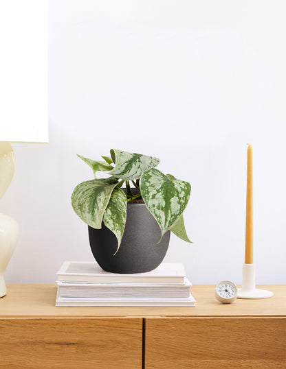 Satin Pothos
