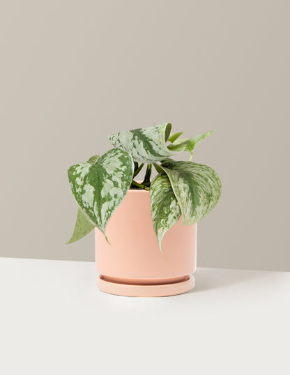 Satin Pothos