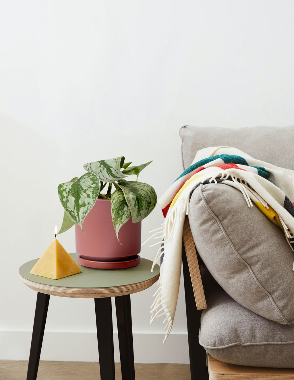 Satin Pothos