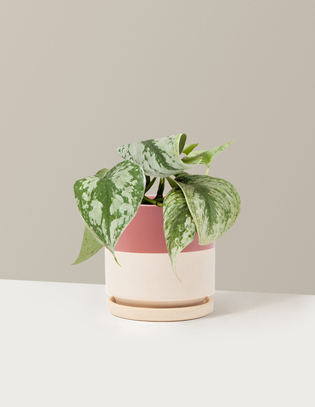bundle | Medium | Isabella | Top Half Dusty Rose