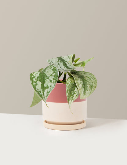 Satin Pothos