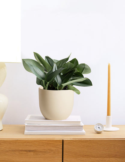 Pothos Sterling Silver