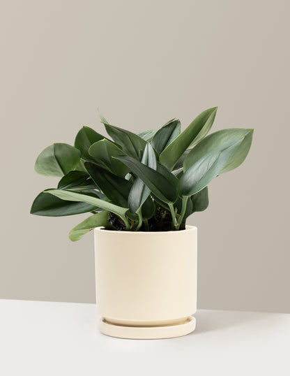 Pothos Sterling Silver