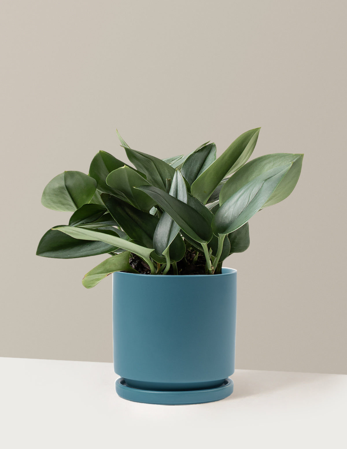 Pothos Sterling Silver