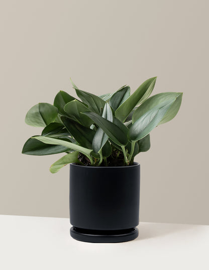 Pothos Sterling Silver