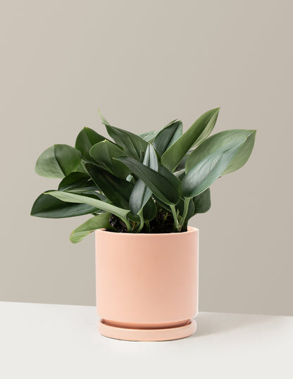 Pothos Sterling Silver