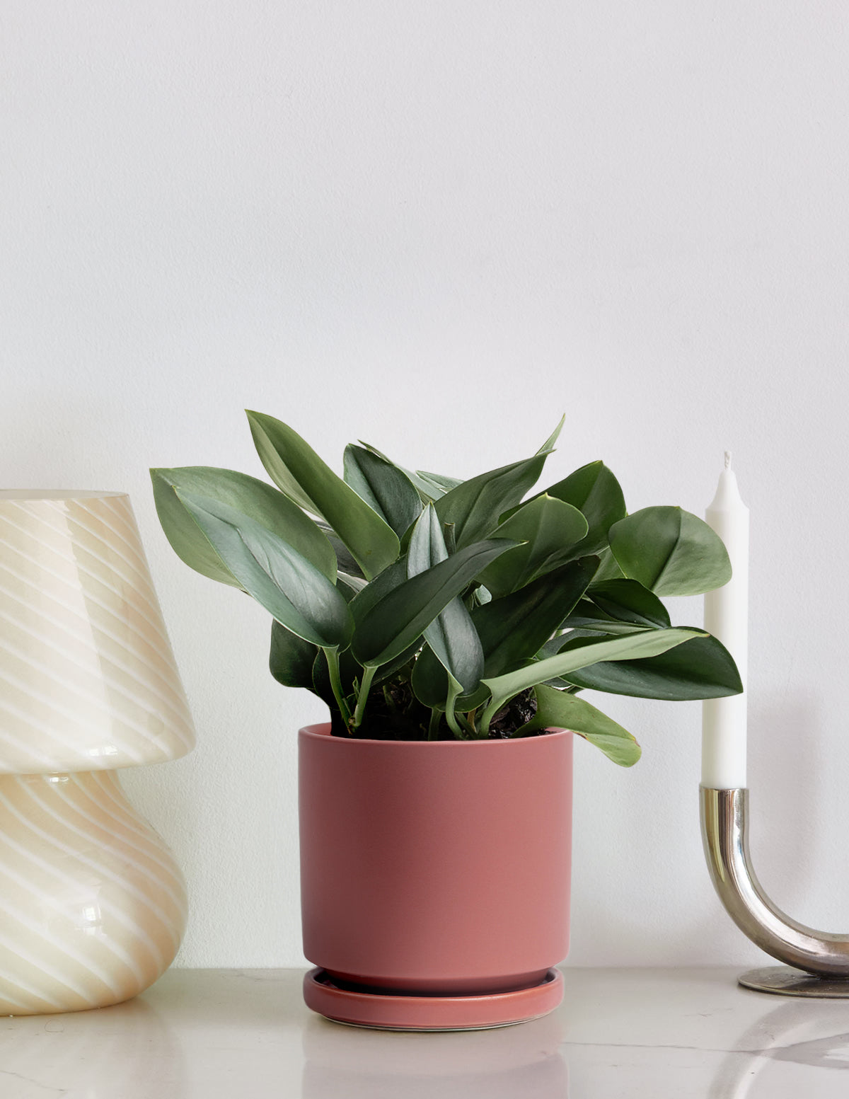 sterling pothos Pothos Sterling Silver