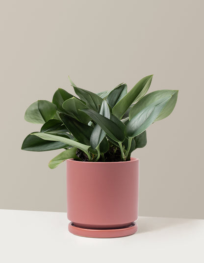 Pothos Sterling Silver