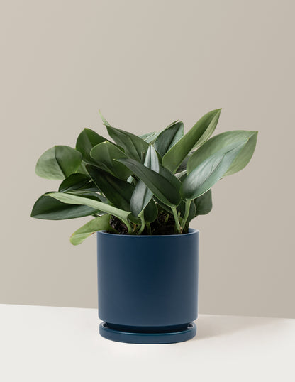 Pothos Sterling Silver