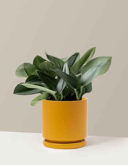 Pothos Sterling Silver