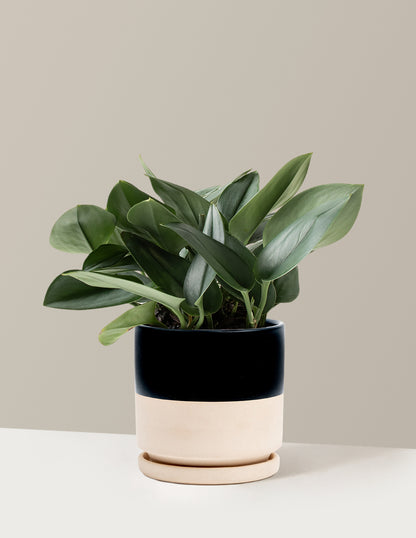 Pothos Sterling Silver