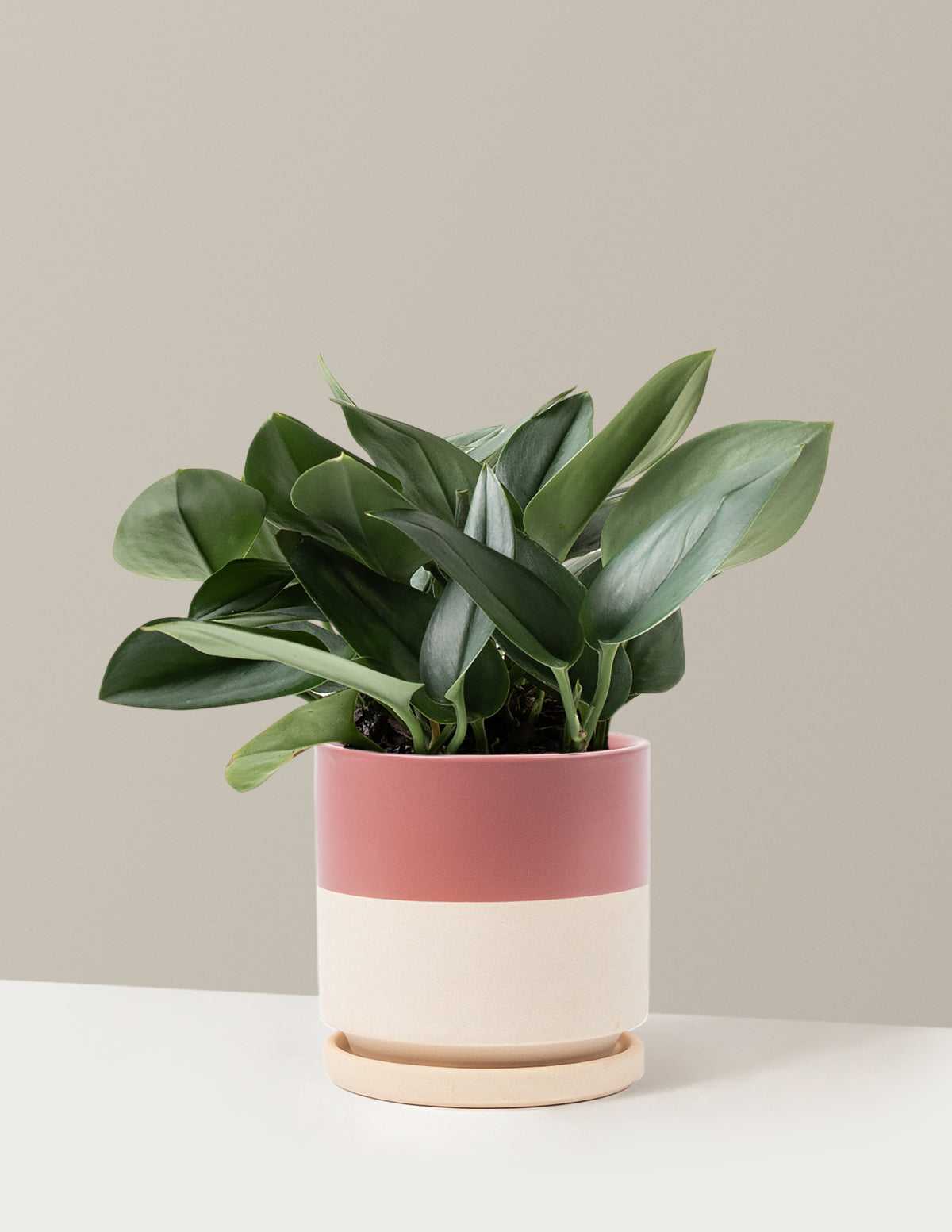 bundle | Medium | Isabella | Top Half Dusty Rose