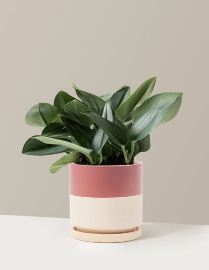 Pothos Sterling Silver