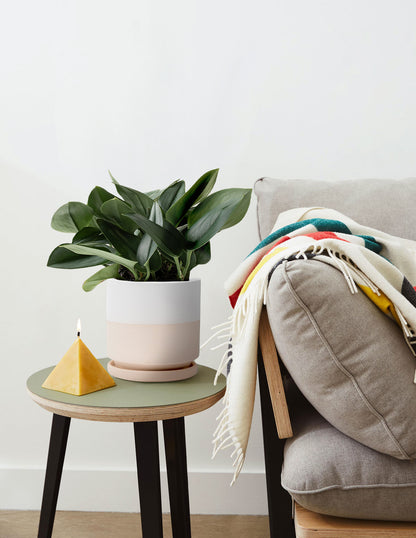 Pothos Sterling Silver