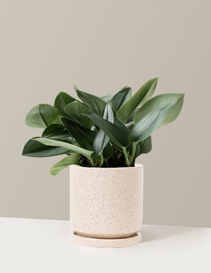 Pothos Sterling Silver