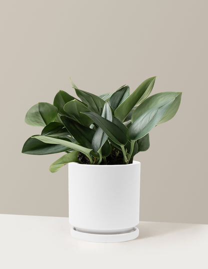 Pothos Sterling Silver