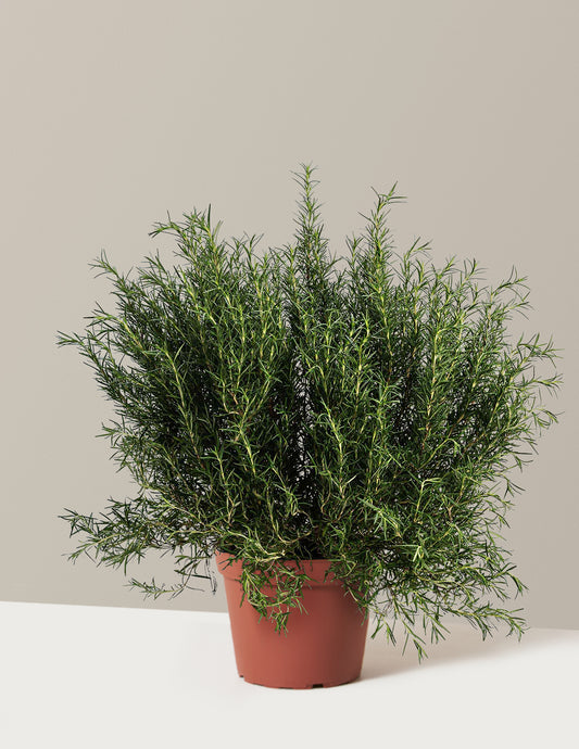Tuscan Blue Rosemary